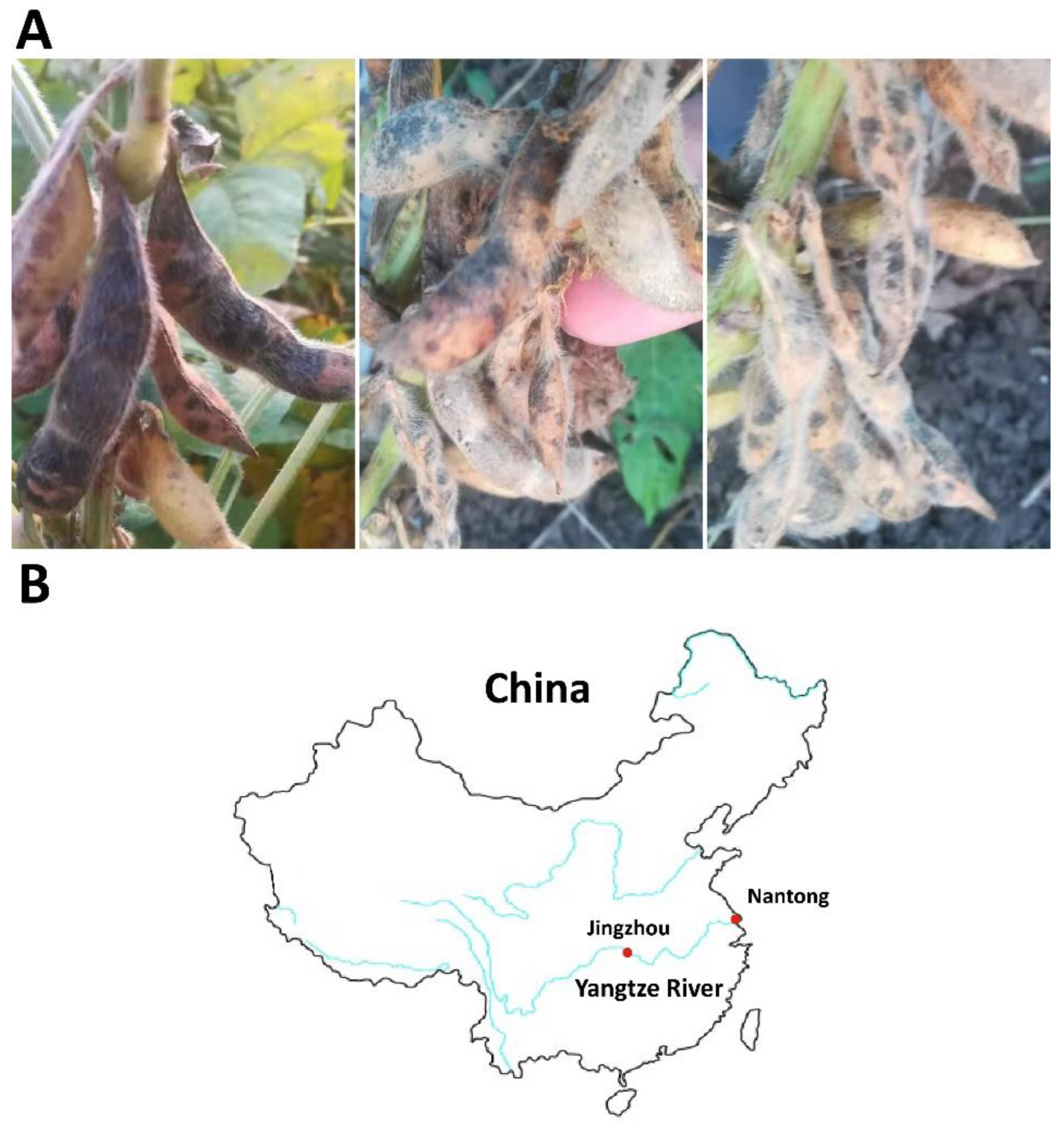 Ijerph 19 10531 g001