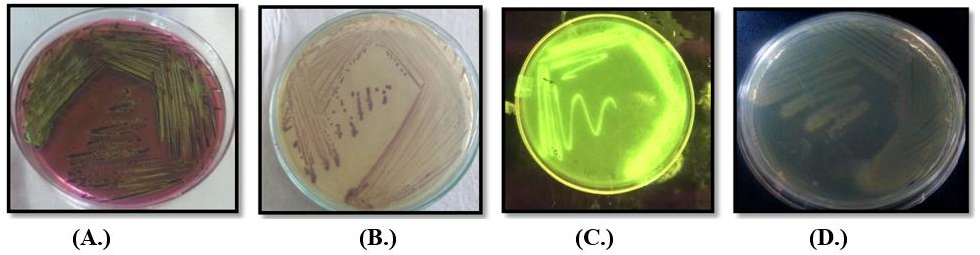 Ijerph 19 11266 g003