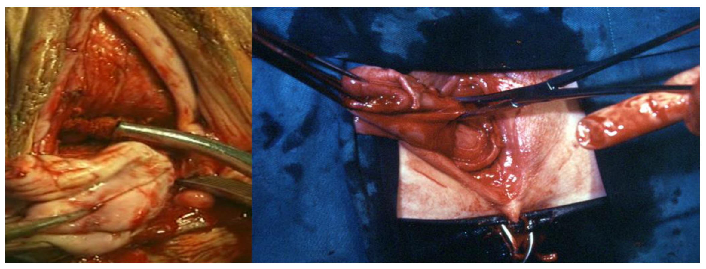 Ijerph 19 11381 g004