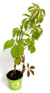 Ijerph 20 01198 i001 Ijerph 20 01198 i001