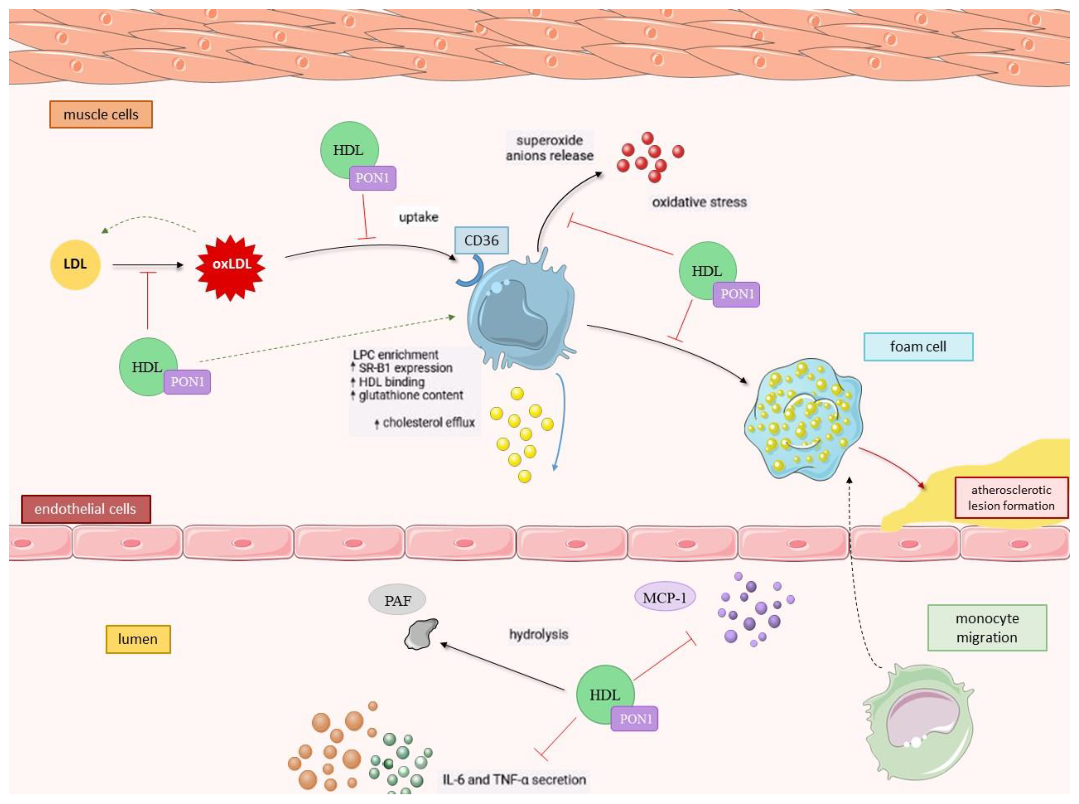Ijerph 20 02813 g001