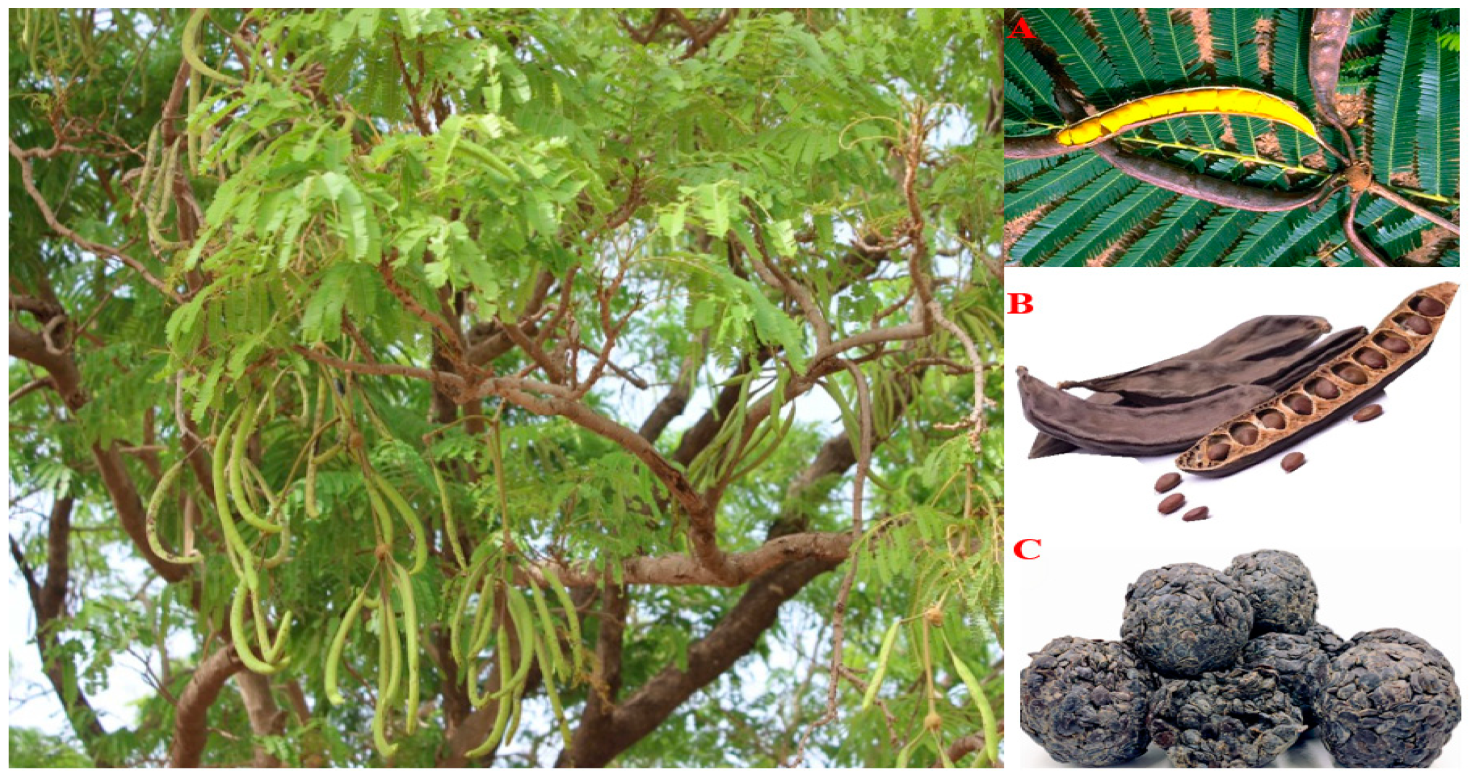 Ijerph 21 00394 g001