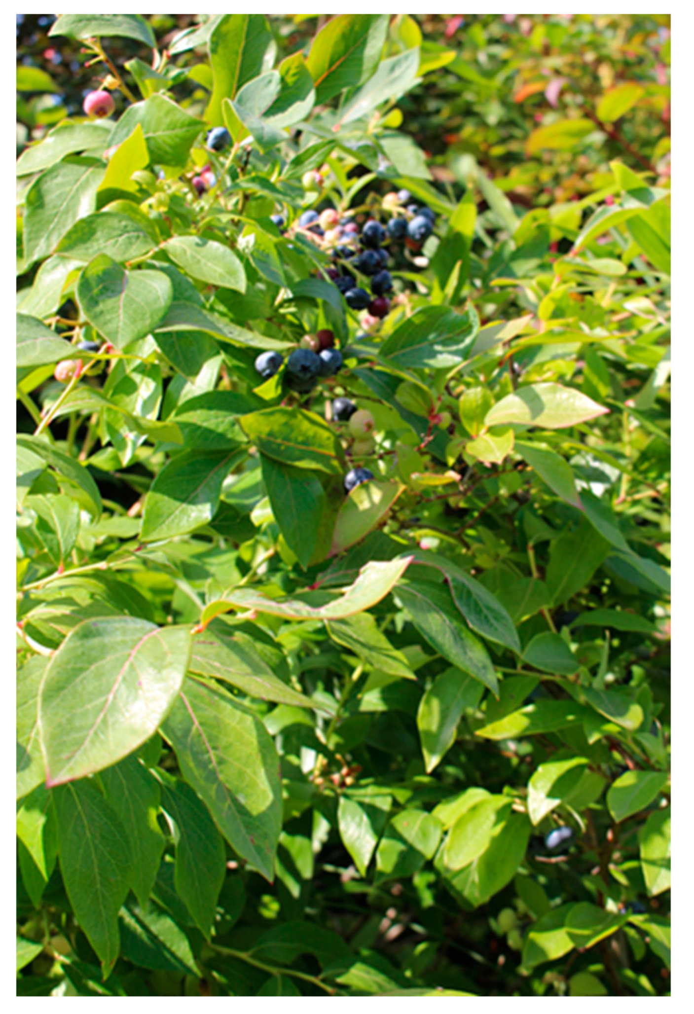 Ijerph 21 01047 g008