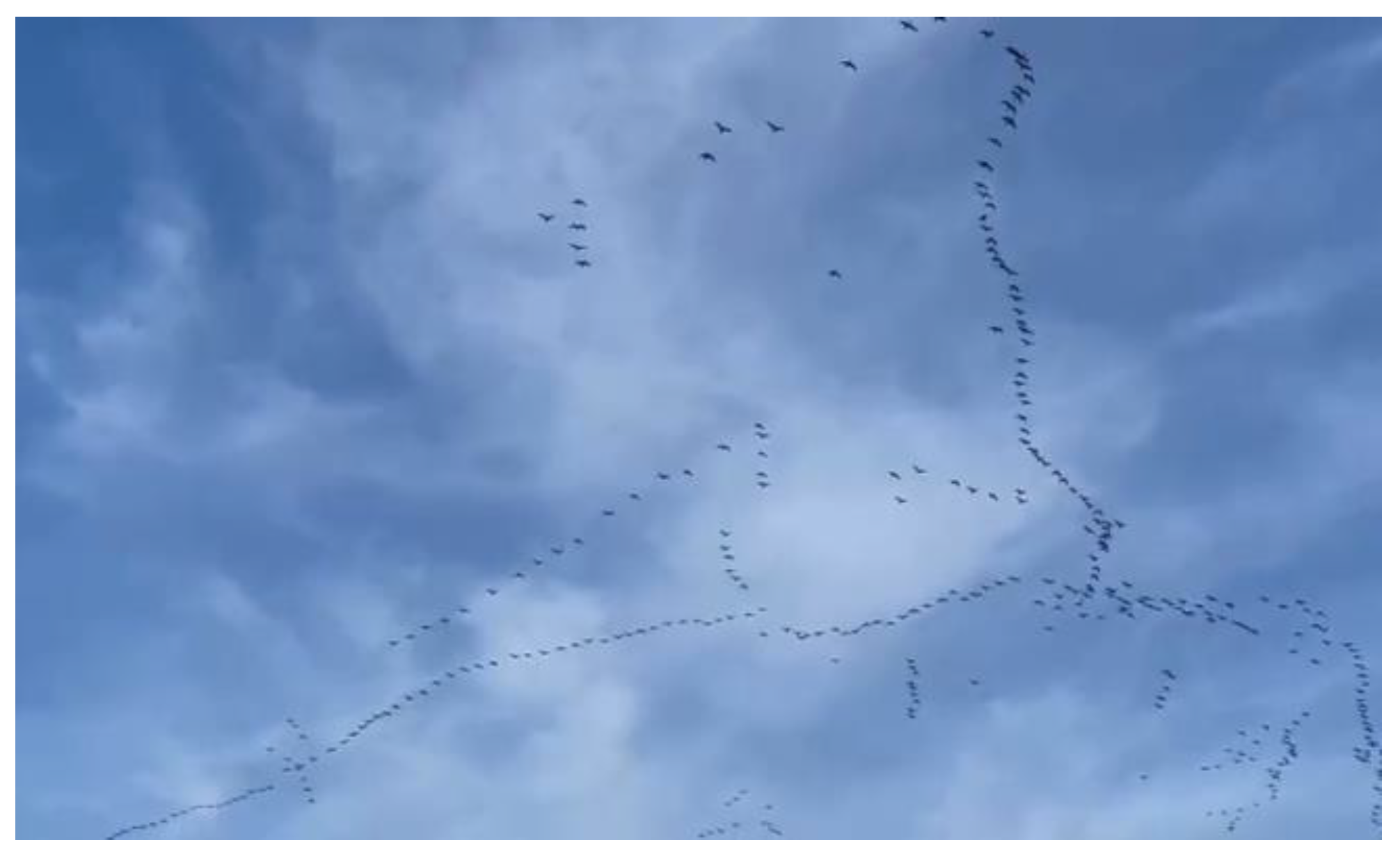 Ijerph 21 01600 g013