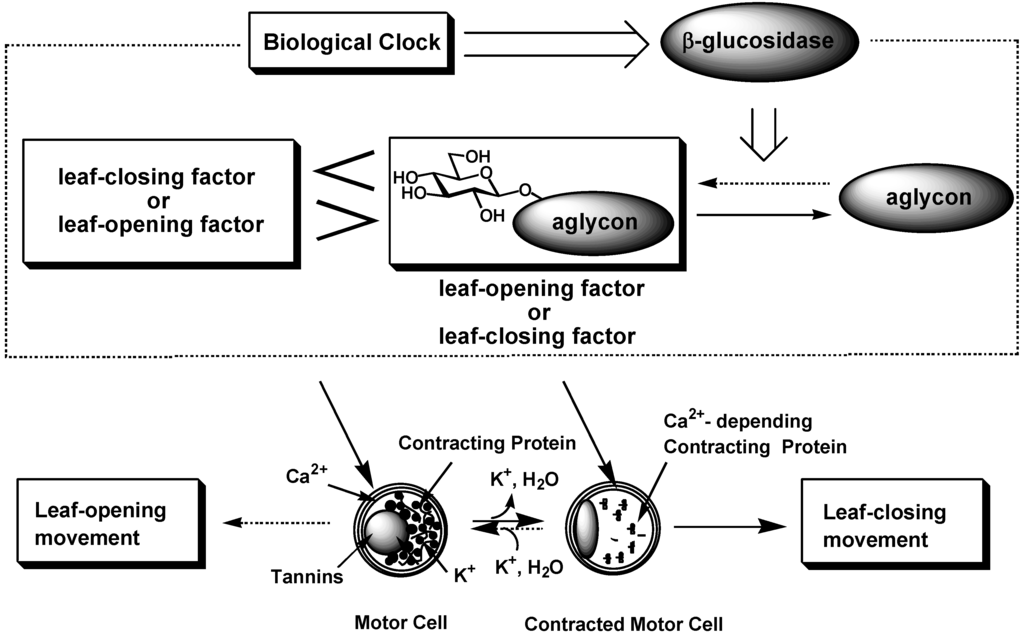 Ijms 02 00156 g005 1024