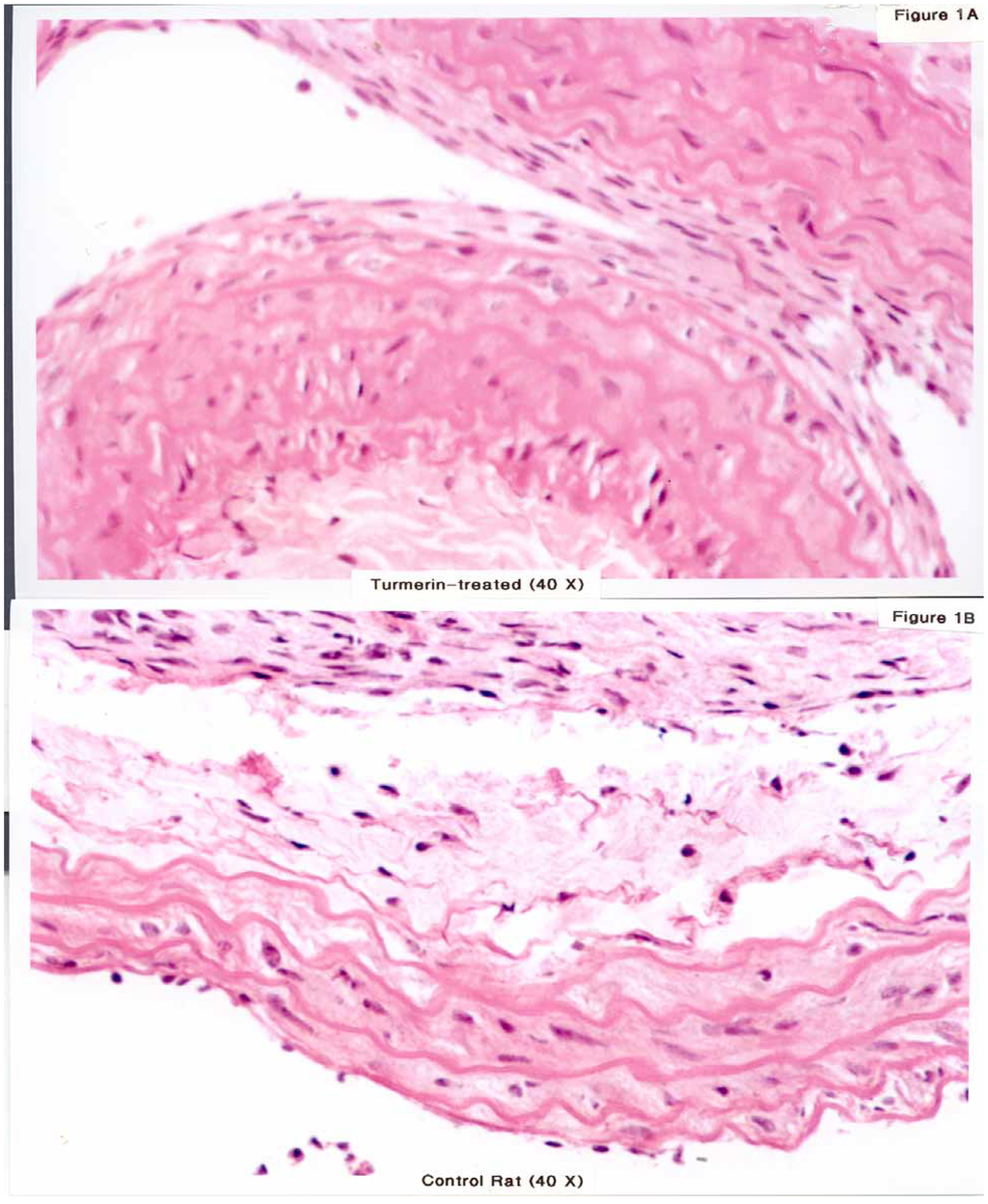 Ijms 03 00985 g001 1024