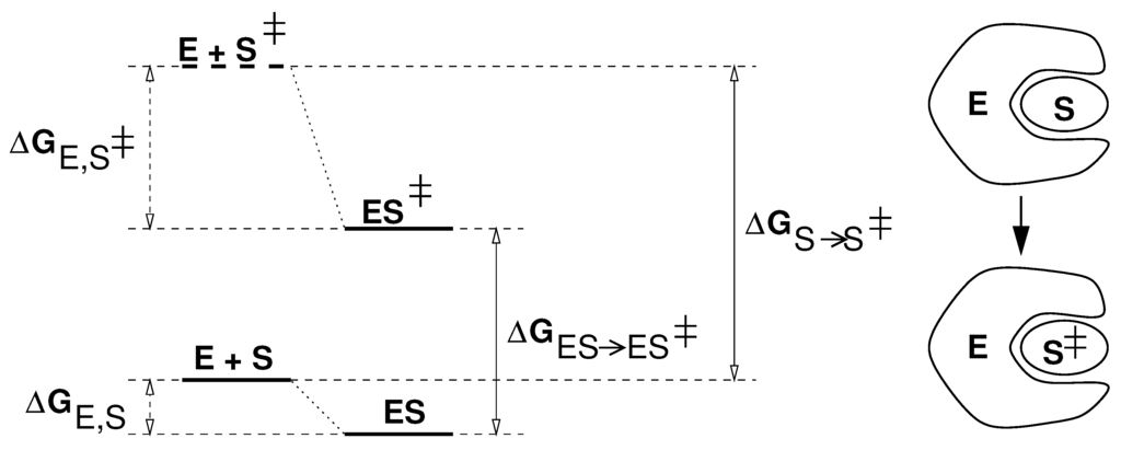 Ijms 05 00186 g001 1024
