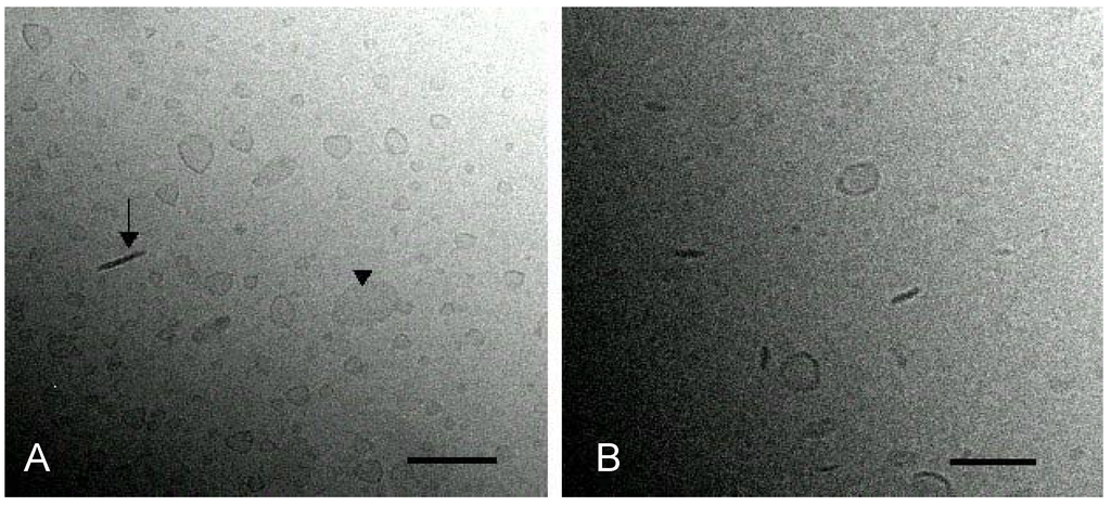 Ijms 06 00104 g007 1024