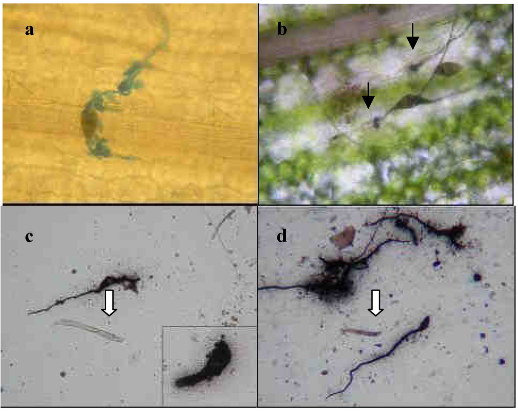 Ijms 07 00346 g001 1024