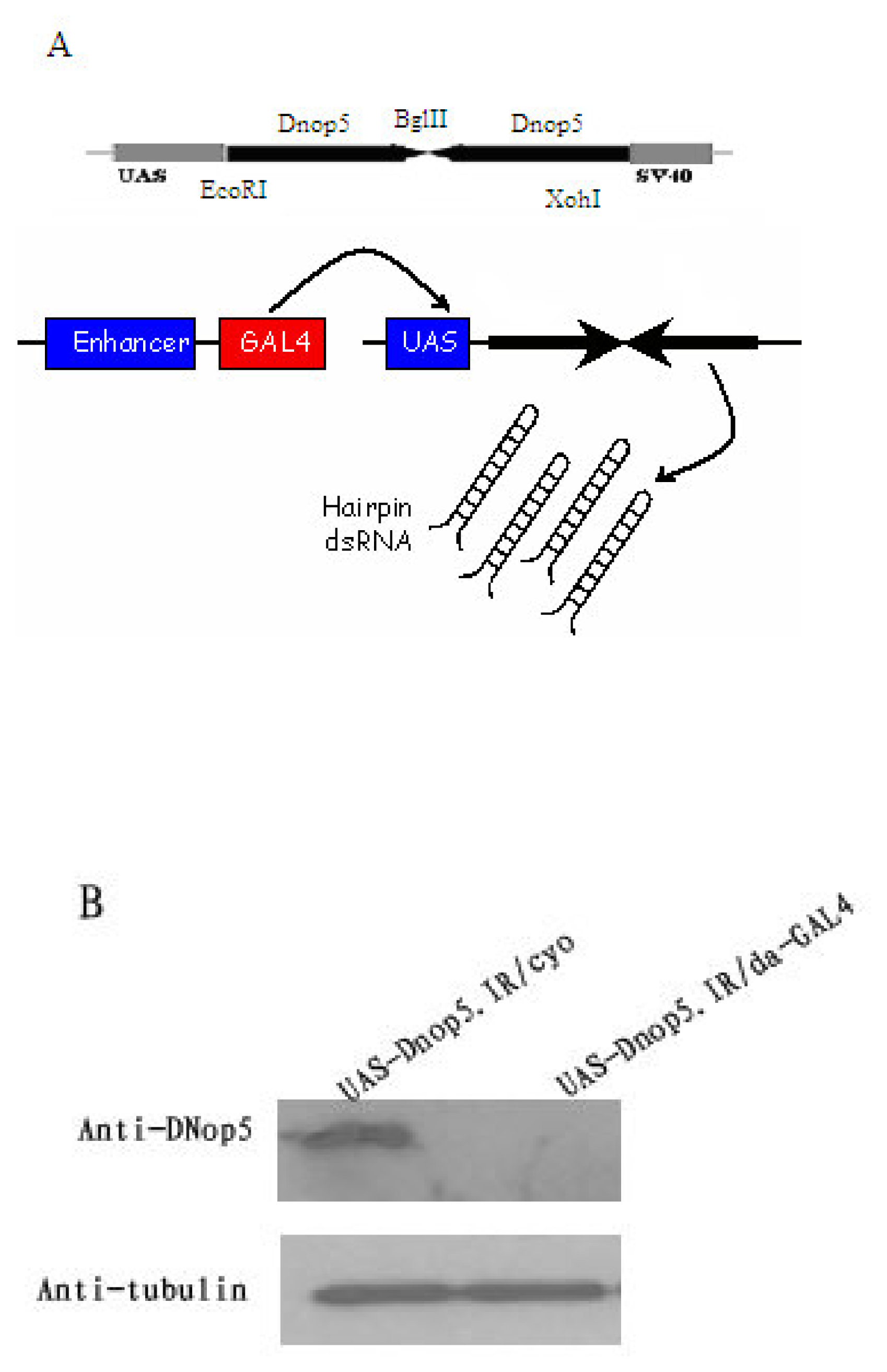 Ijms 08 00399f2