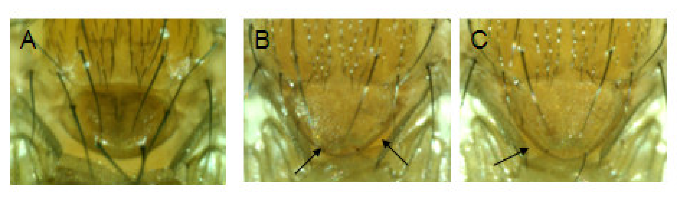 Ijms 08 00399f3