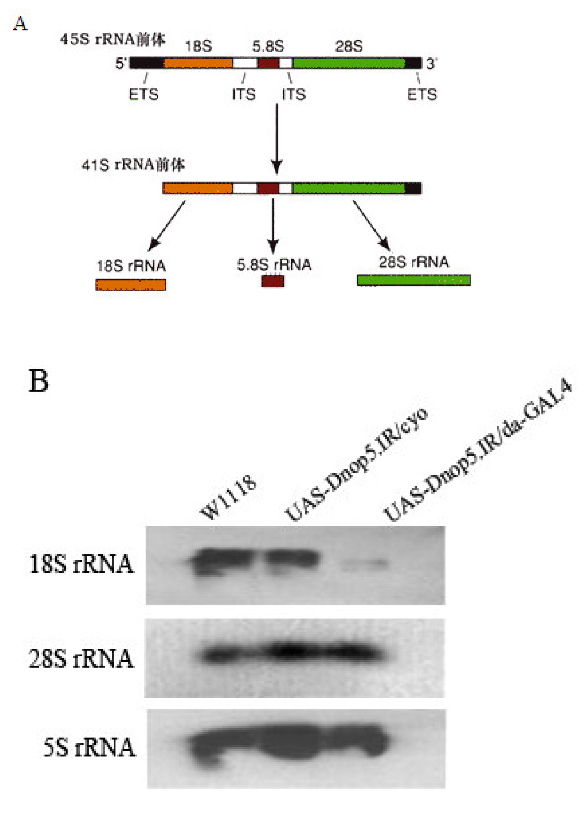 Ijms 08 00399f4