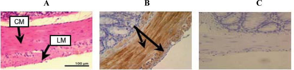 Ijms 10 01999f3