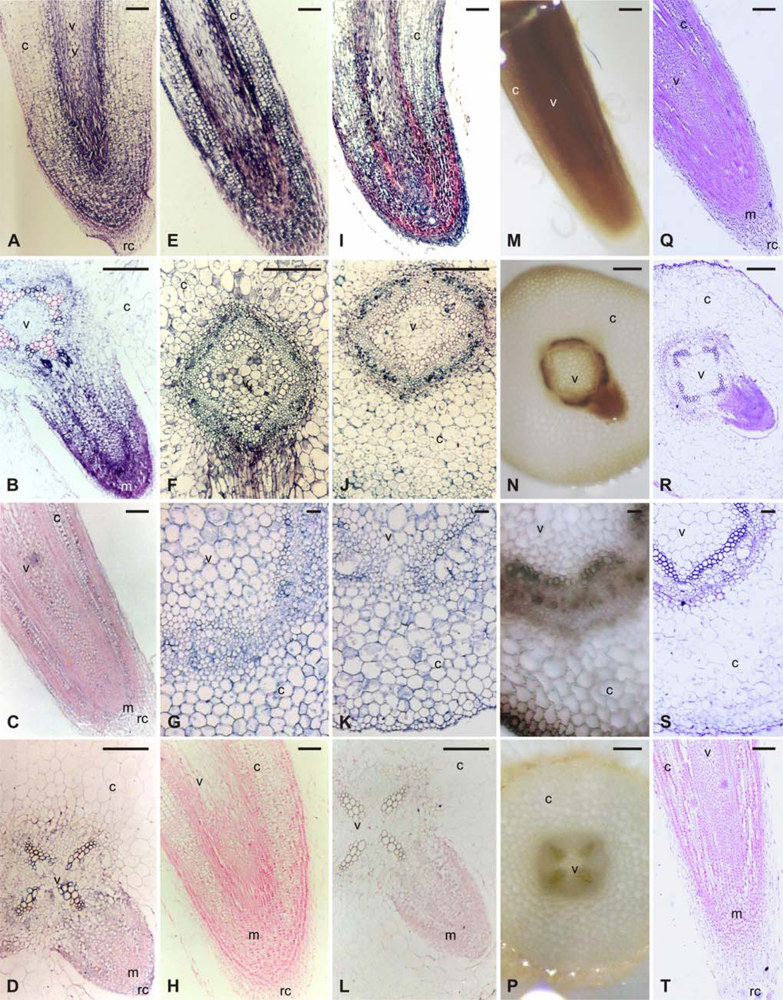 Ijms 10 02896f1