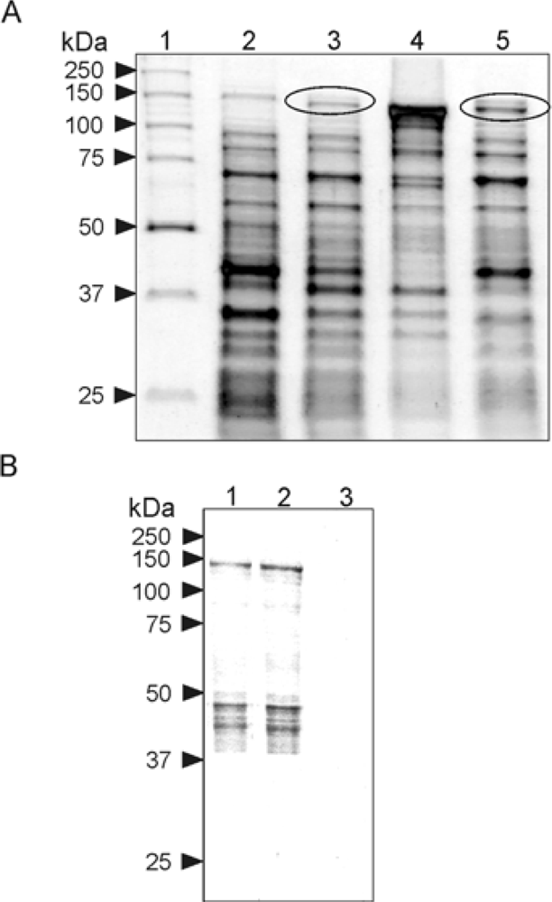 Ijms 11 00745f2
