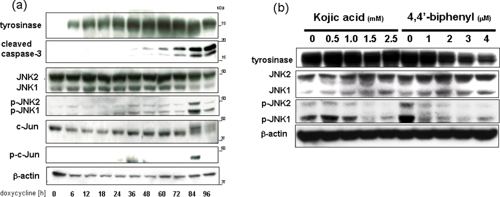 Ijms 11 01082f3