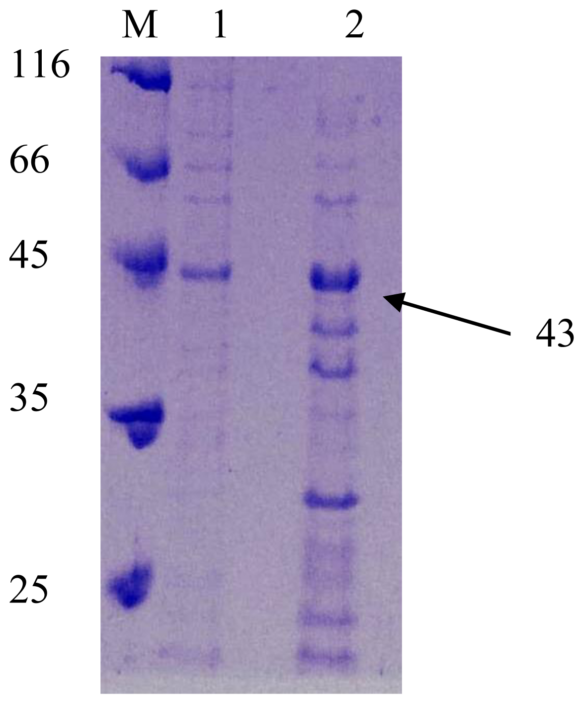 Ijms 11 03195f4