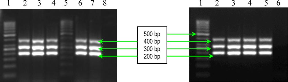 Ijms 11 05273f2