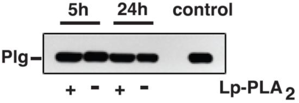 Ijms 11 05339f2