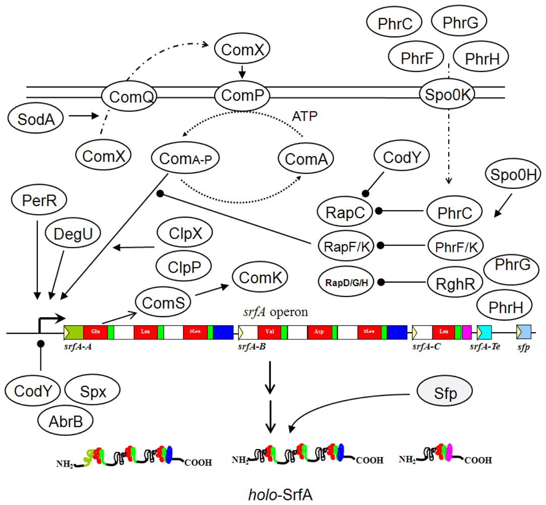 Ijms 12 00141f3