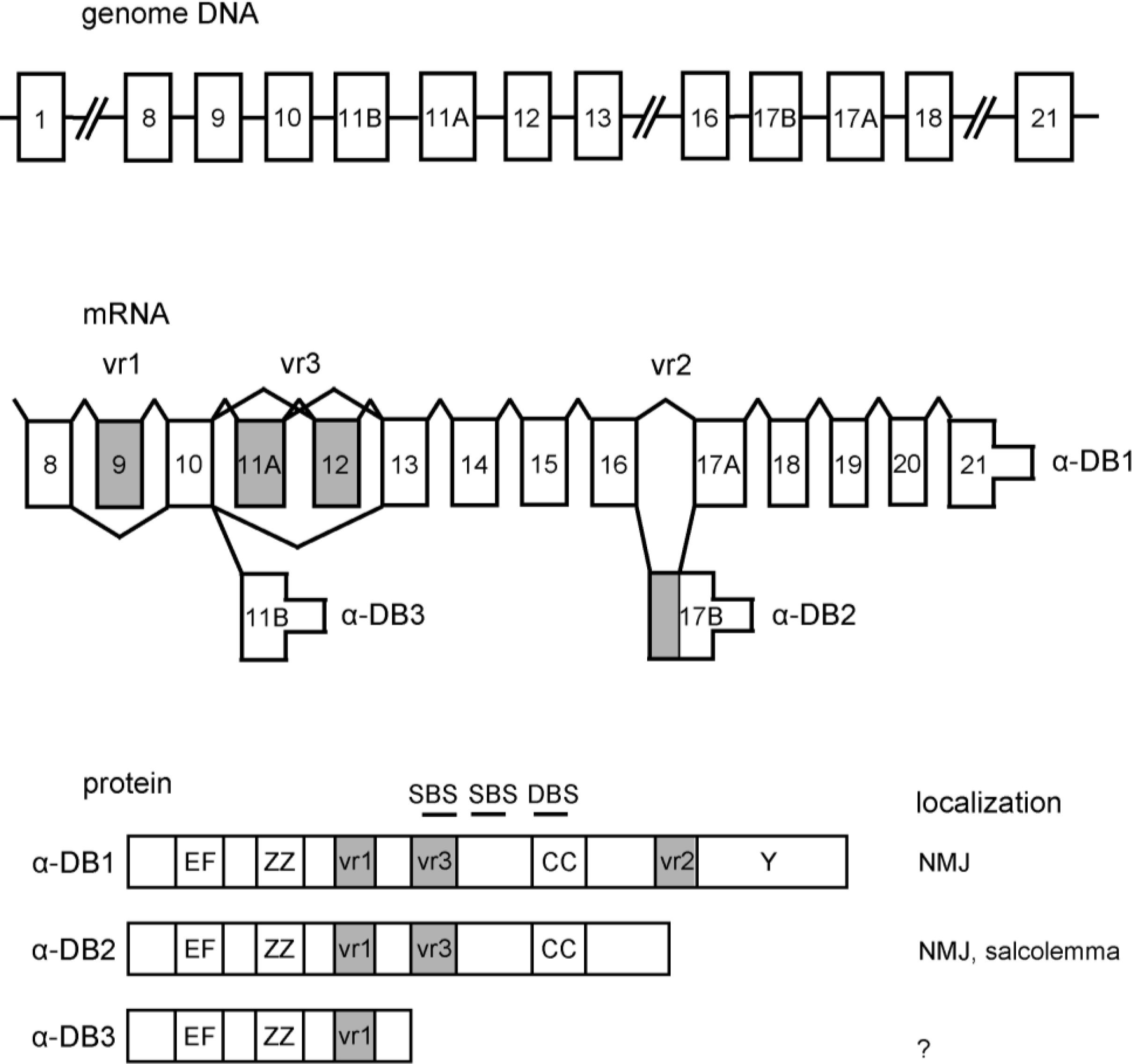 Ijms 12 01660f1