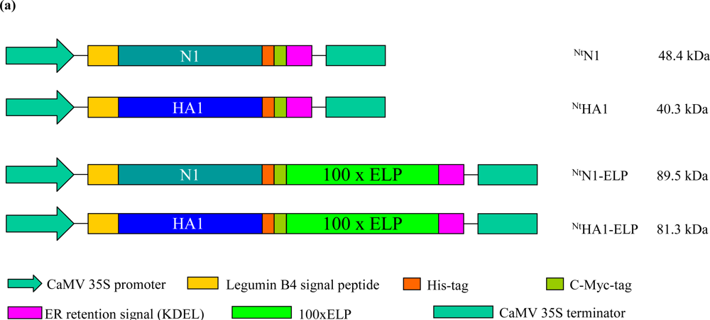 Ijms 12 02808f1a