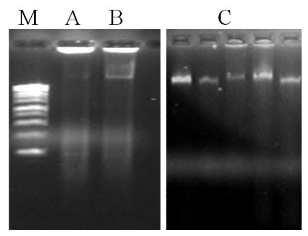 Ijms 12 04156f2