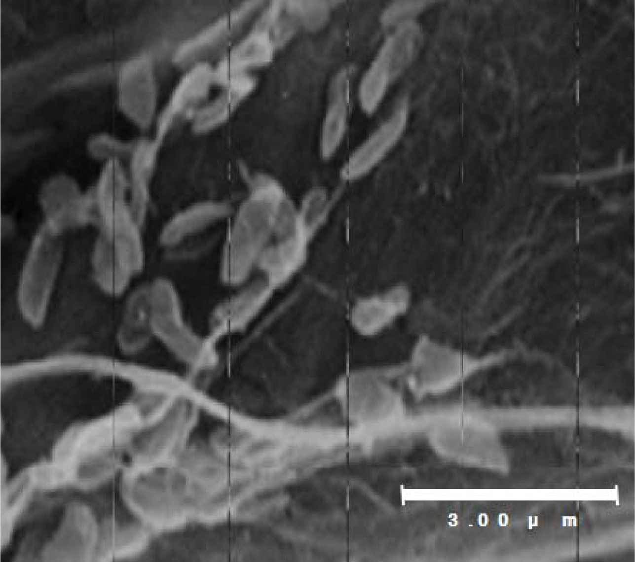 Ijms 12 05261f2