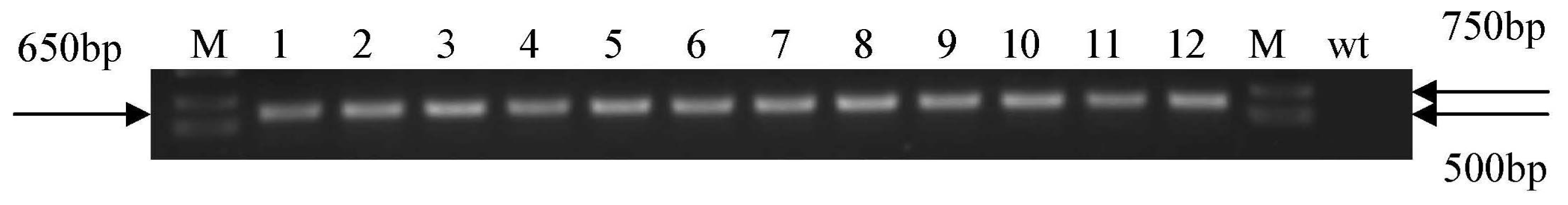 Ijms 13 01039f4