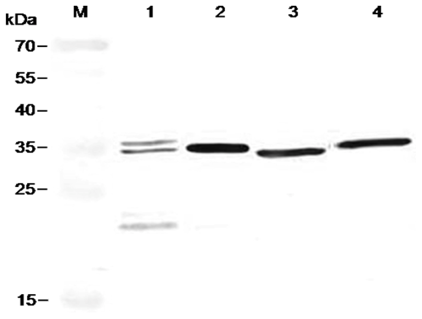 Ijms 13 07038f3