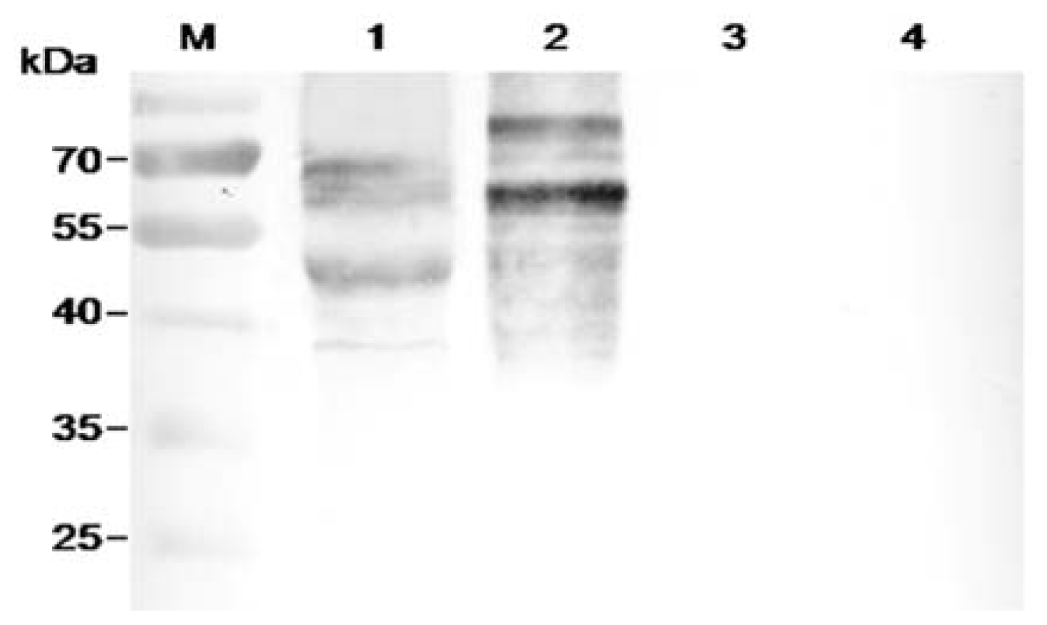 Ijms 13 07038f6
