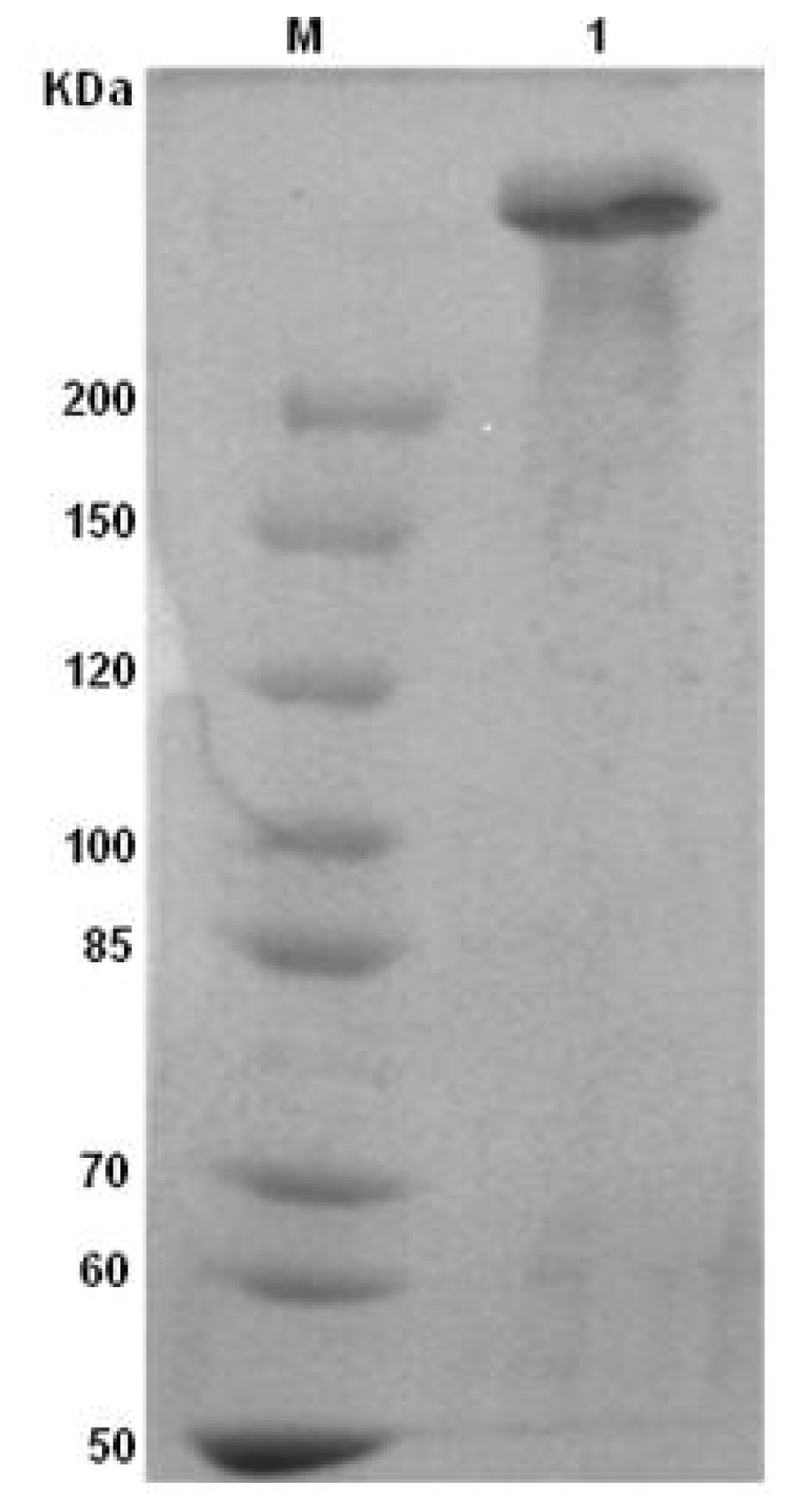 Ijms 13 07762f1