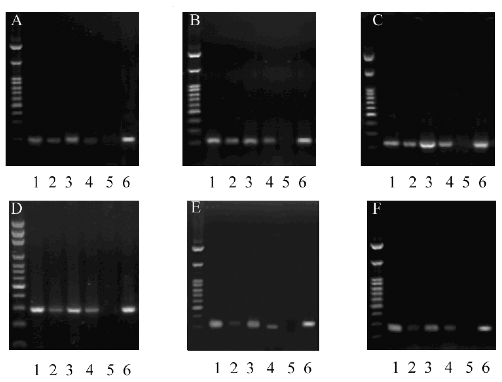 Ijms 13 15575f2