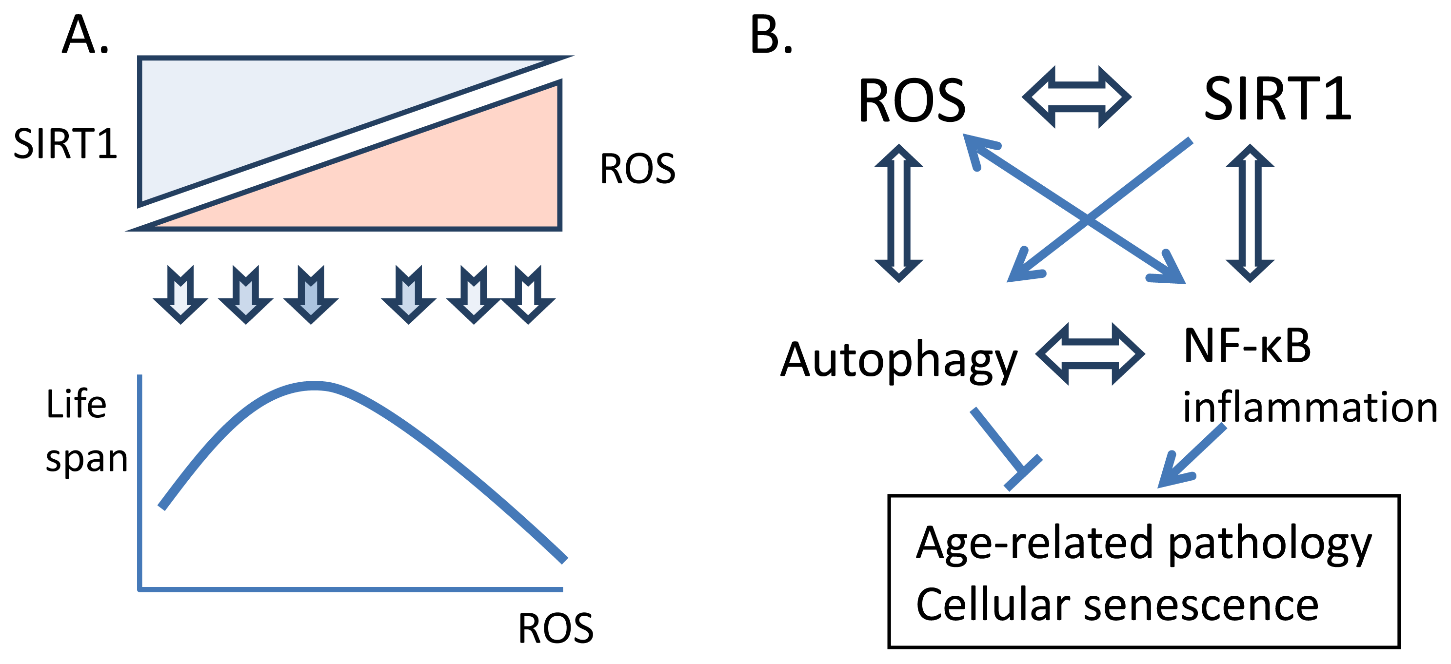 Crosstalk between Oxidative Stress and SIRT1: Impact on the Aging ...