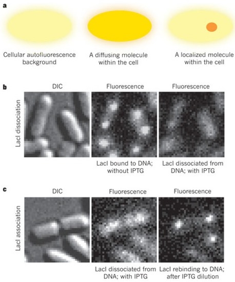 Ijms 14 03961 g008 550