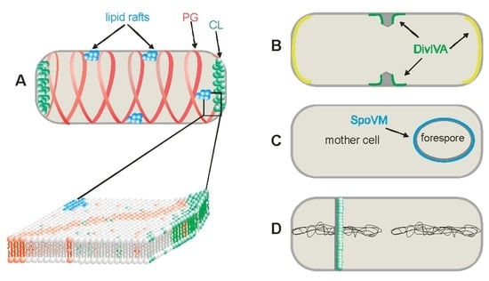 Ijms 14 04050 g001 550