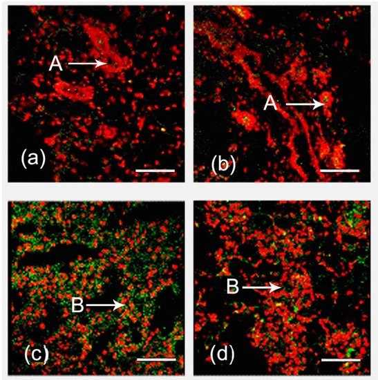 Ijms 14 04094 g001 550