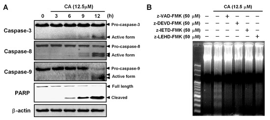 Ijms 14 04106 g005 550