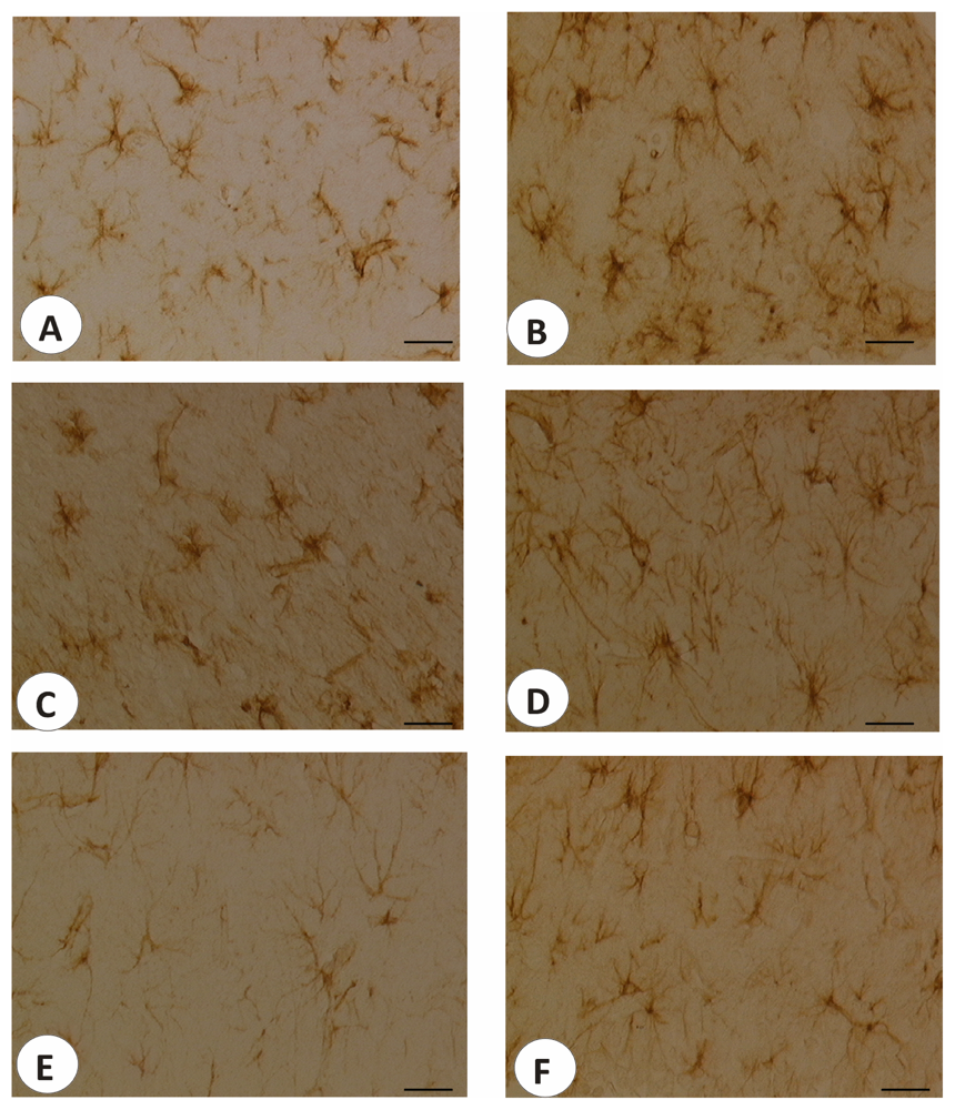 Ijms 14 04580 g005