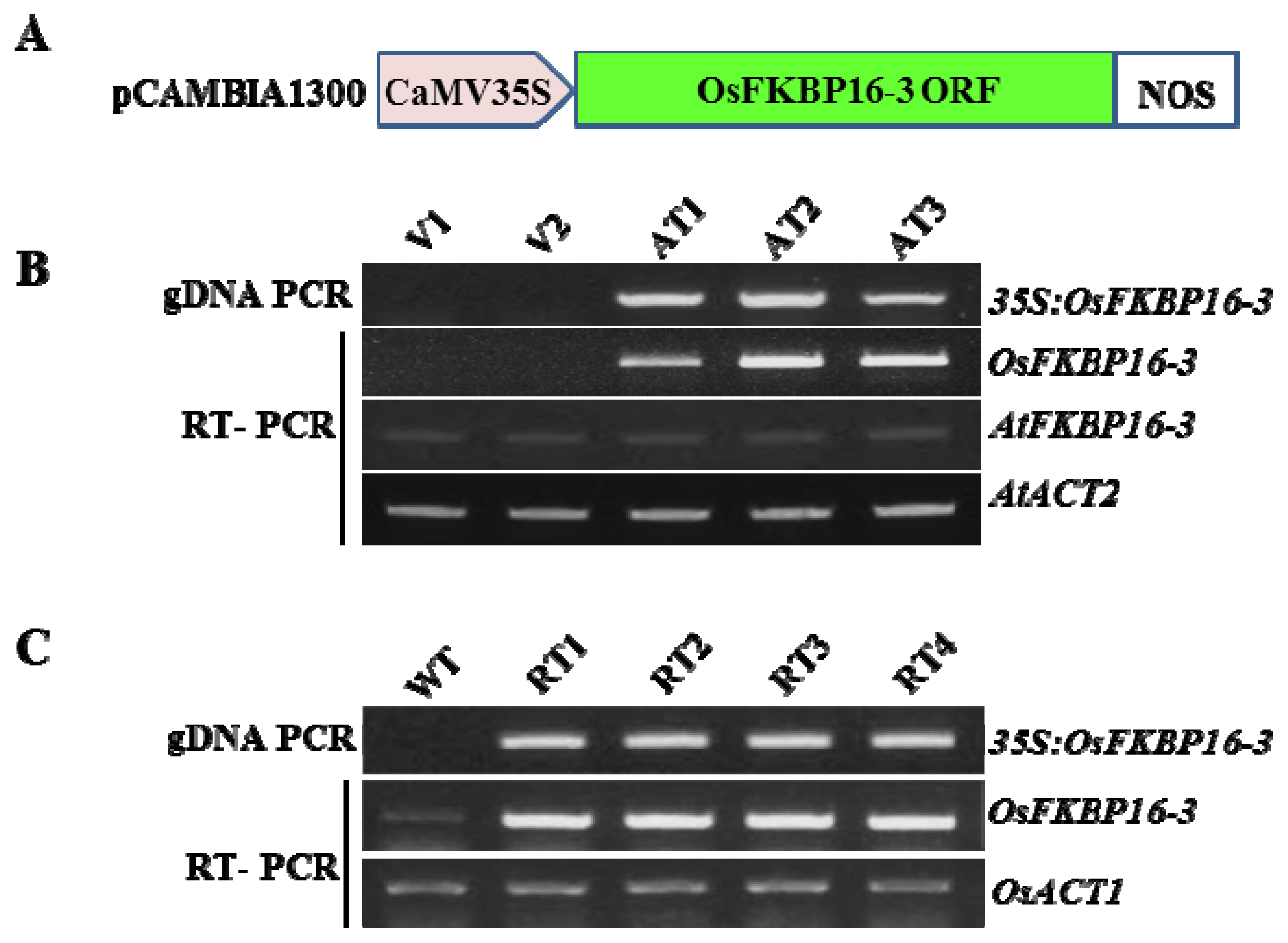 Ijms 14 05899f4