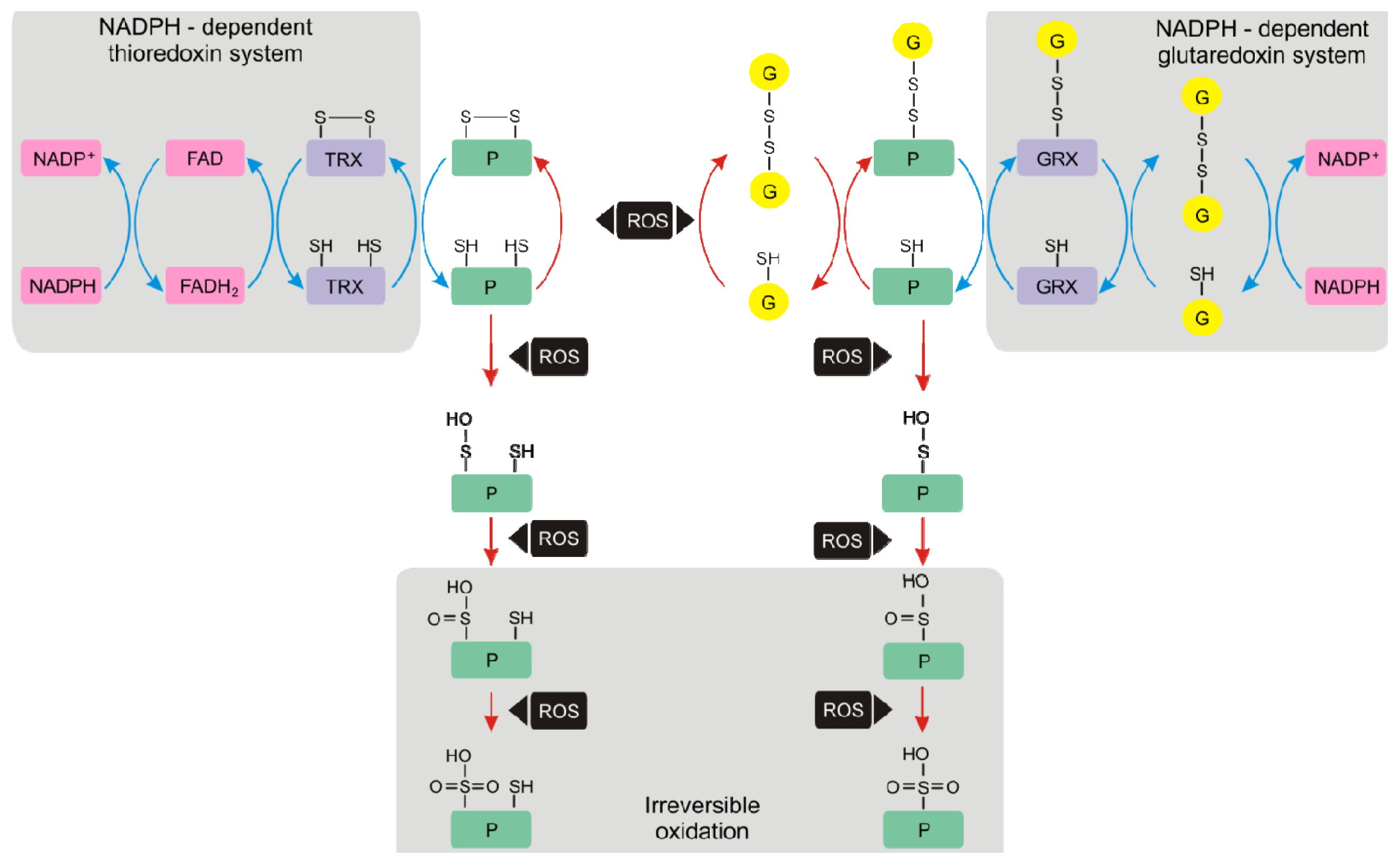 Ijms 14 07405f2