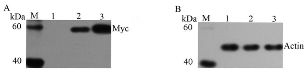 Ijms 14 10809f2
