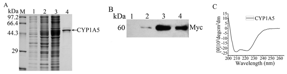 Ijms 14 10809f4