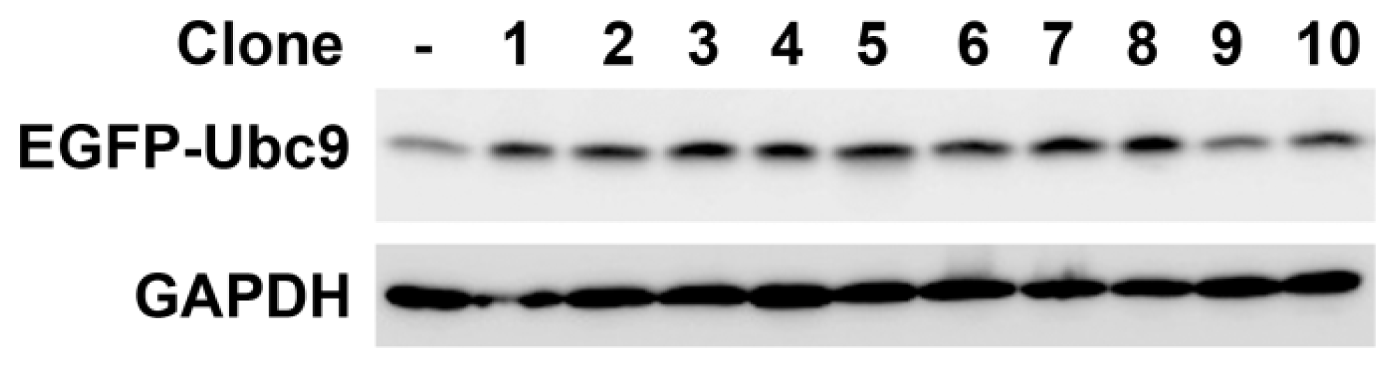 Ijms 14 11061f2