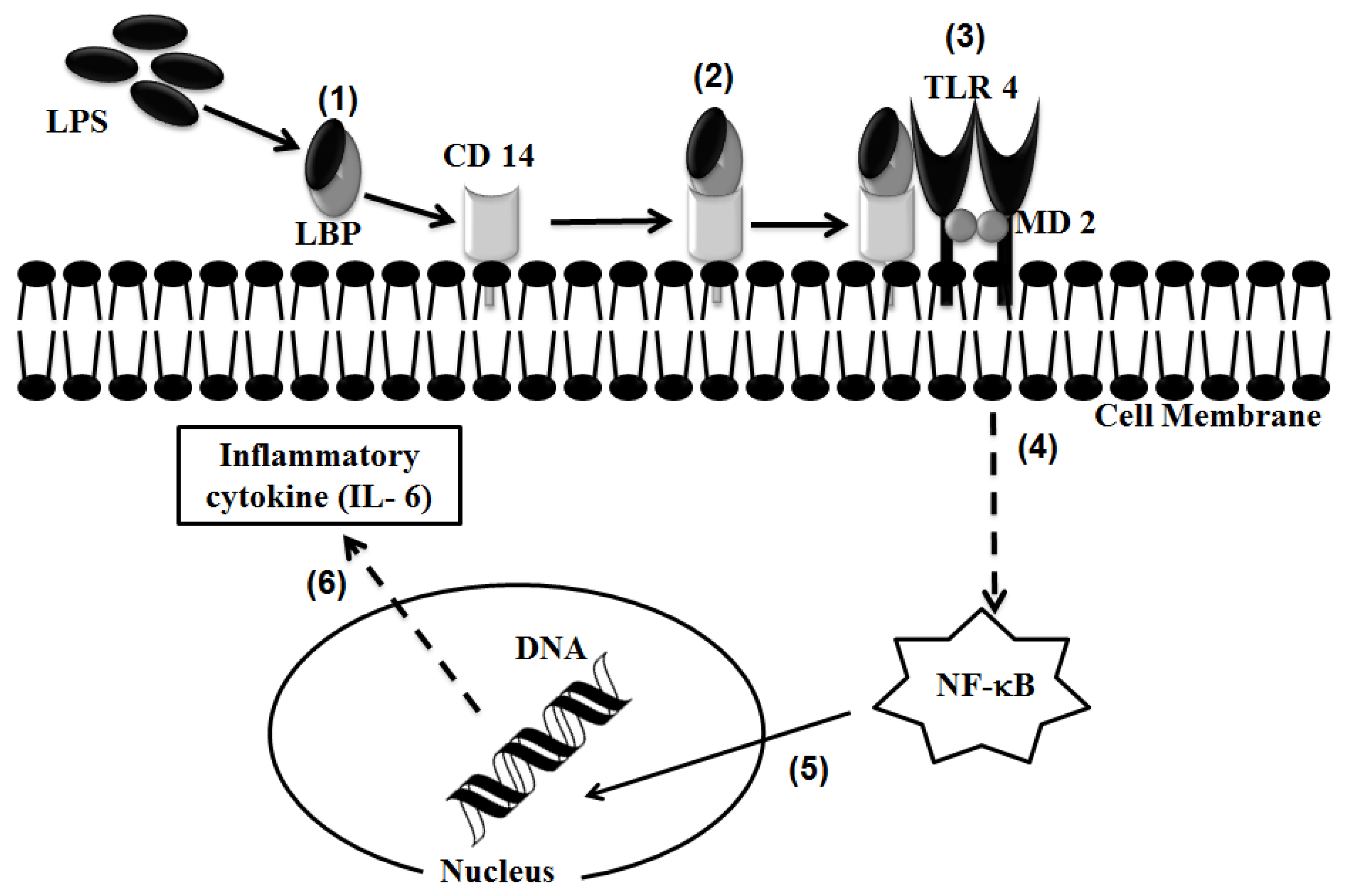 Ijms 14 13154f8