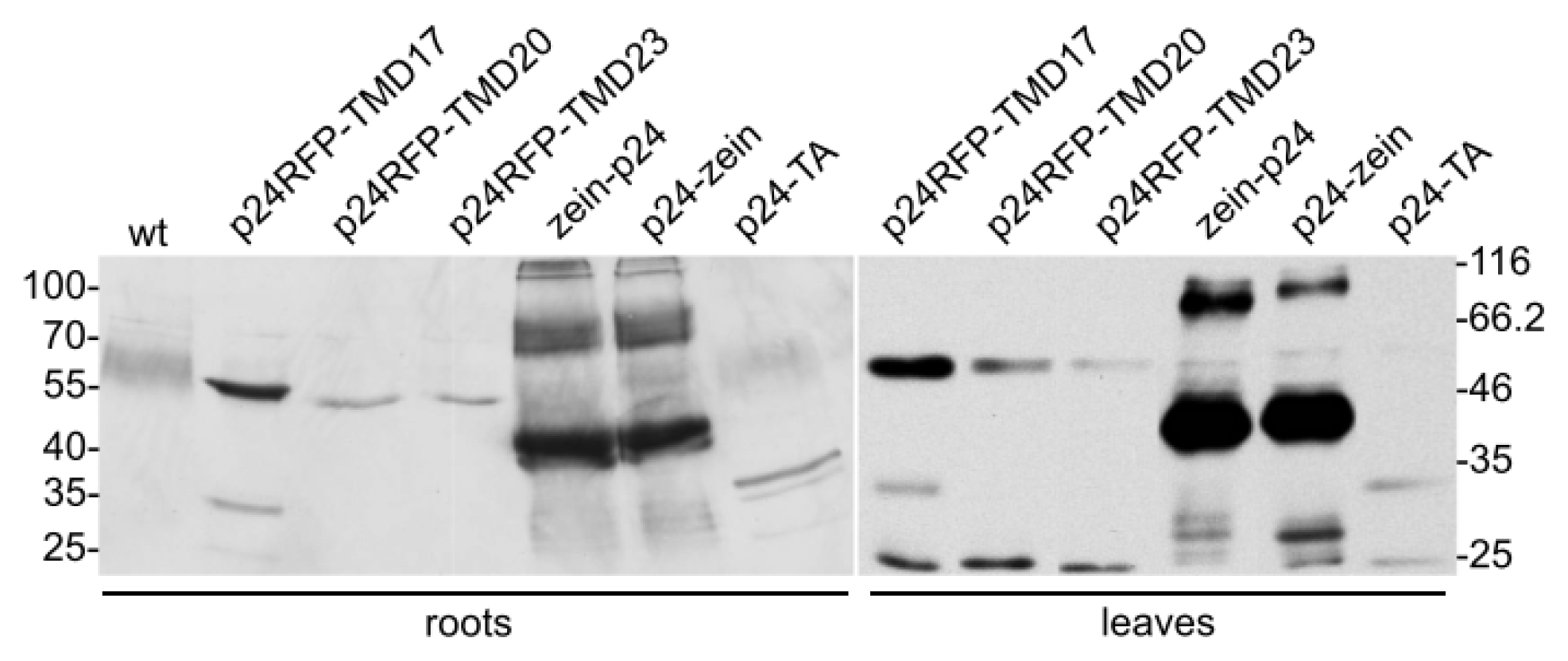 Ijms 14 13241f5