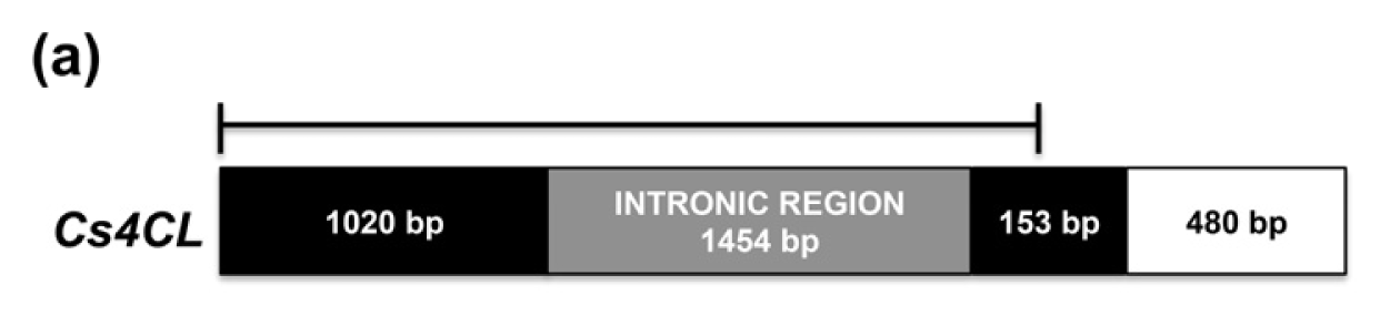 Ijms 14 13626f3a