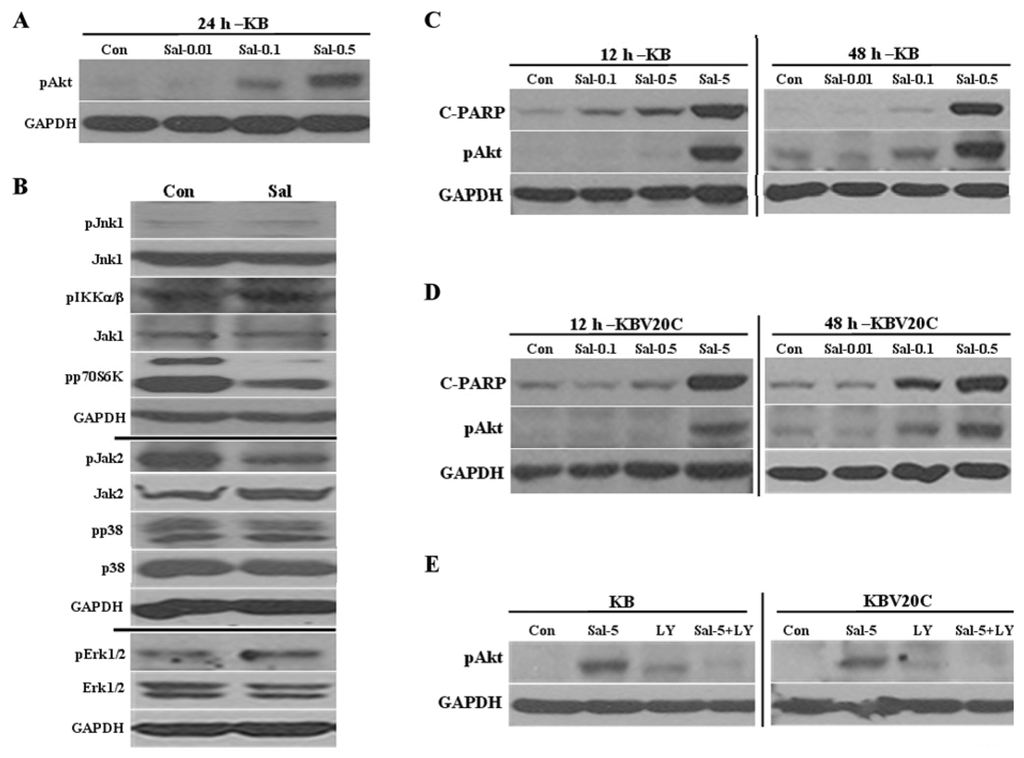 Ijms 14 17304f5 1024