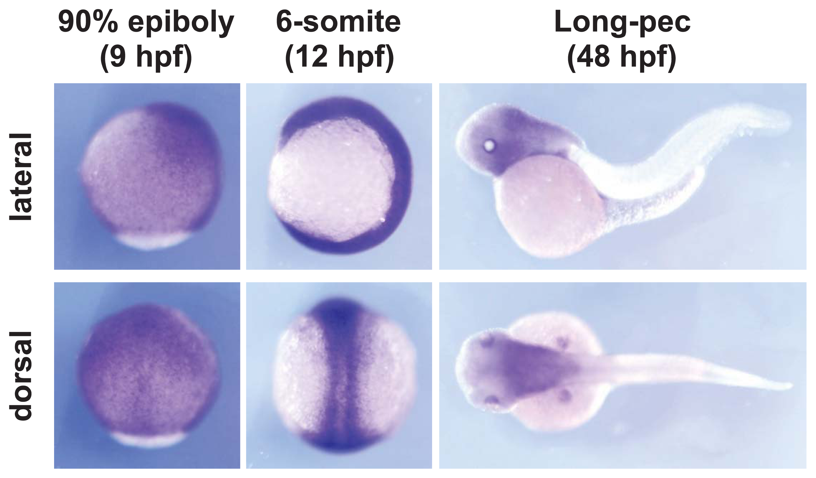 Ijms 14 18009f6