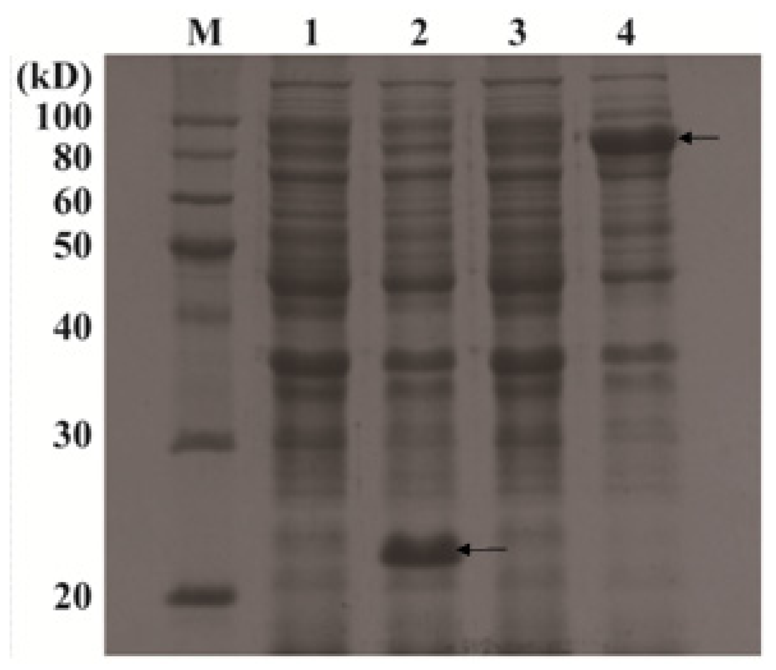 Ijms 14 20204f5